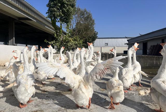 千万只鹅“出走”六安带飞百亿羽球羽绒产业(图2)