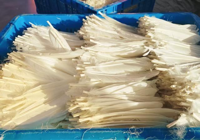 千万只鹅“出走”六安带飞百亿羽球羽绒产业(图1)