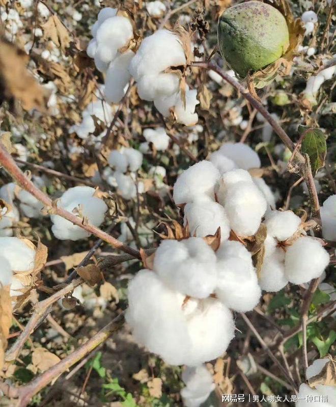 聚酯纤维被误解多年非劣质品不要执念“天然好于人造”的思想(图8)